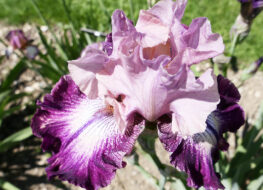 016 - cupid s arrow 1969